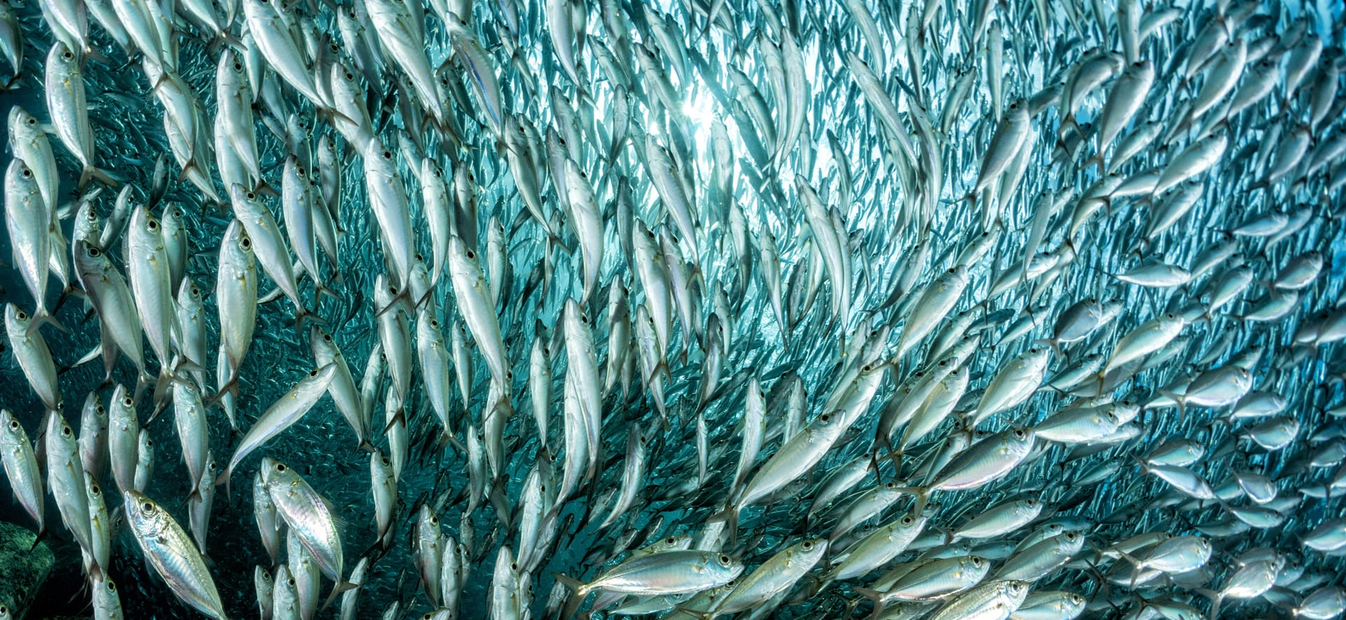 Offrir le meilleur de la mer sur terre, durablement